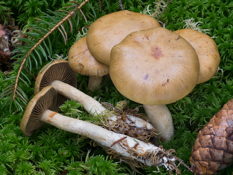 Cortinarius subtortus